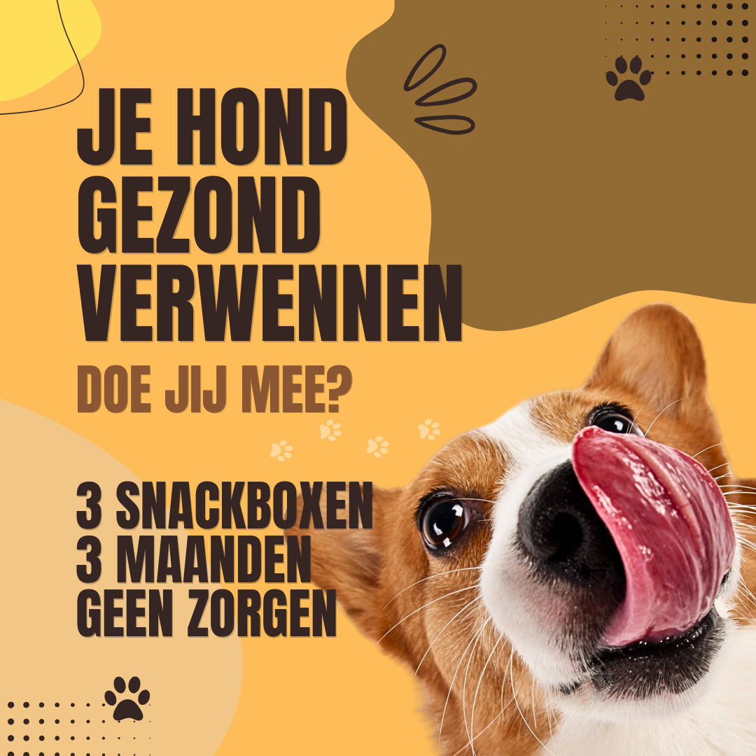 SNACK & CHEW BOX 🦴